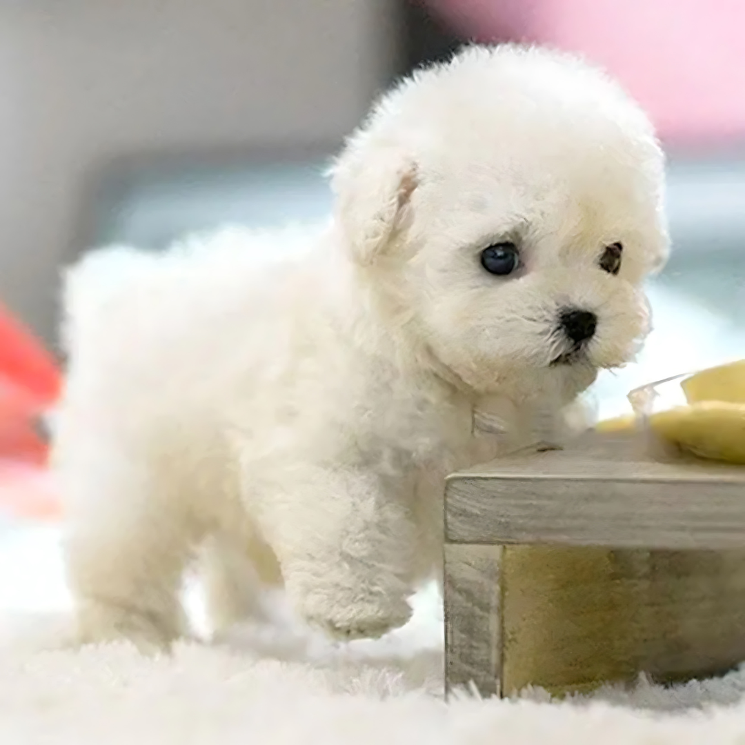 Buddy Robot™ – Le Chiot Interactif Qui Séduit Toute la Famille