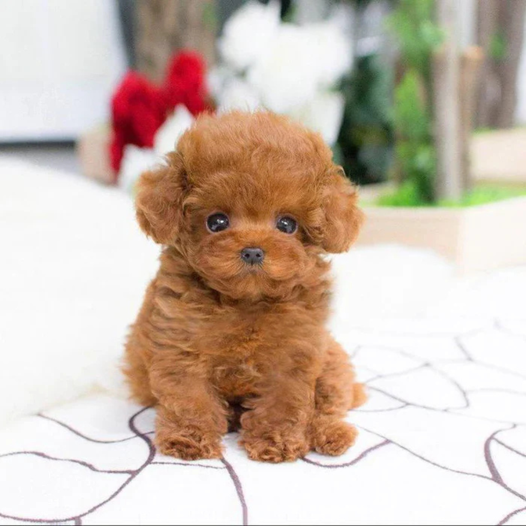 Buddy Robot™ – Le Chiot Interactif Qui Séduit Toute la Famille