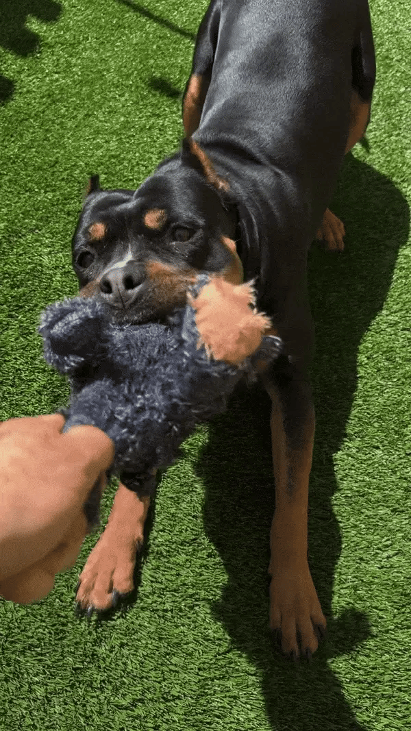 Jouets pour Chiens Ours Indestructibles et Interactifs pour Grands Mâcheurs