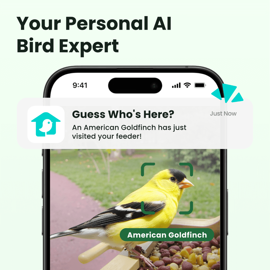 Birdfy Feeder Wood – Mangeoire Intelligente en Bois avec Caméra