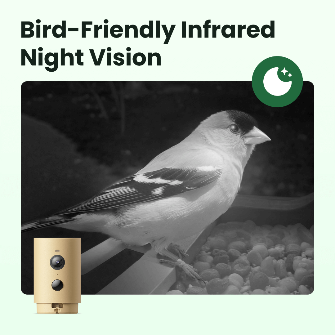 Birdfy Feeder Wood – Mangeoire Intelligente en Bois avec Caméra