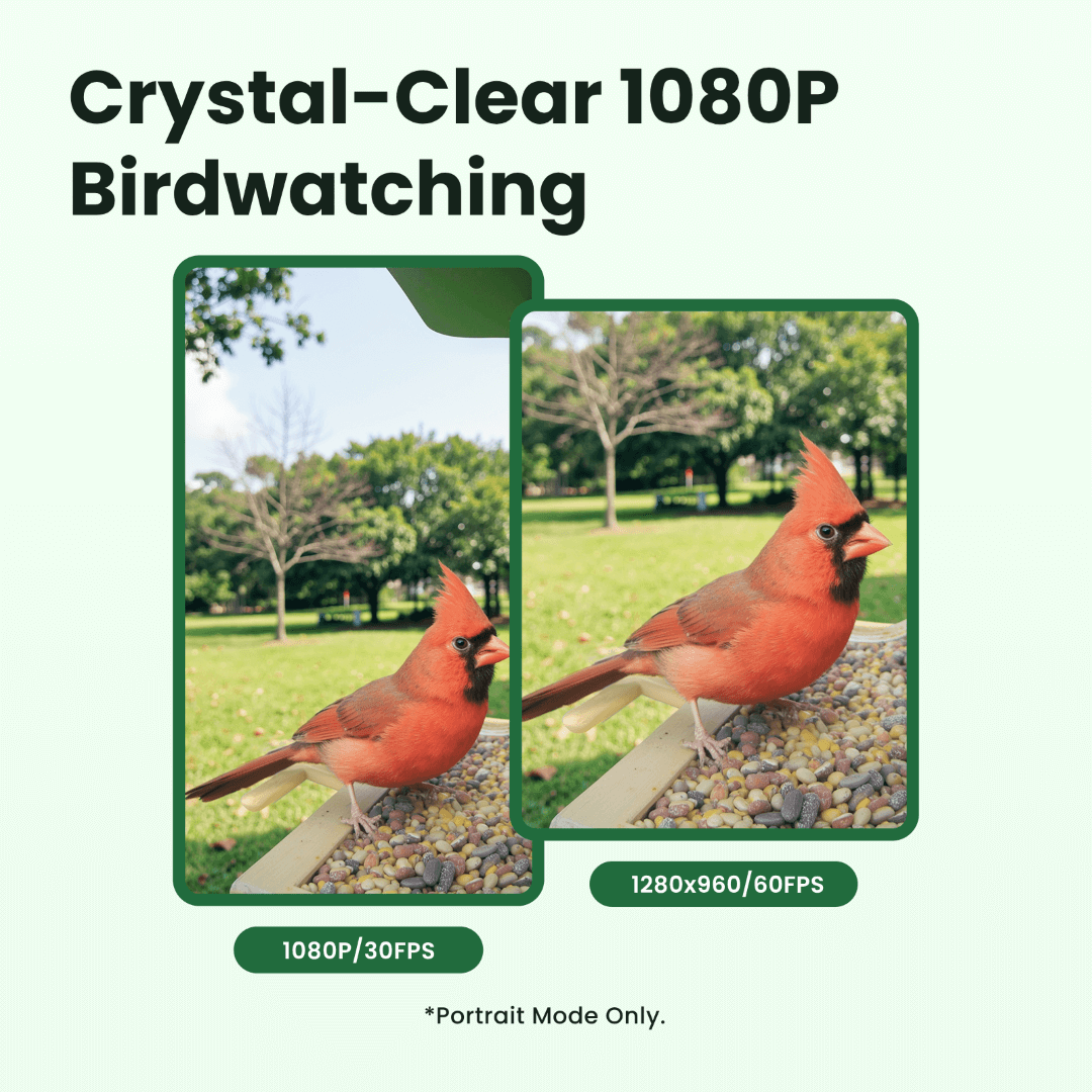 Birdfy Feeder Wood – Mangeoire Intelligente en Bois avec Caméra
