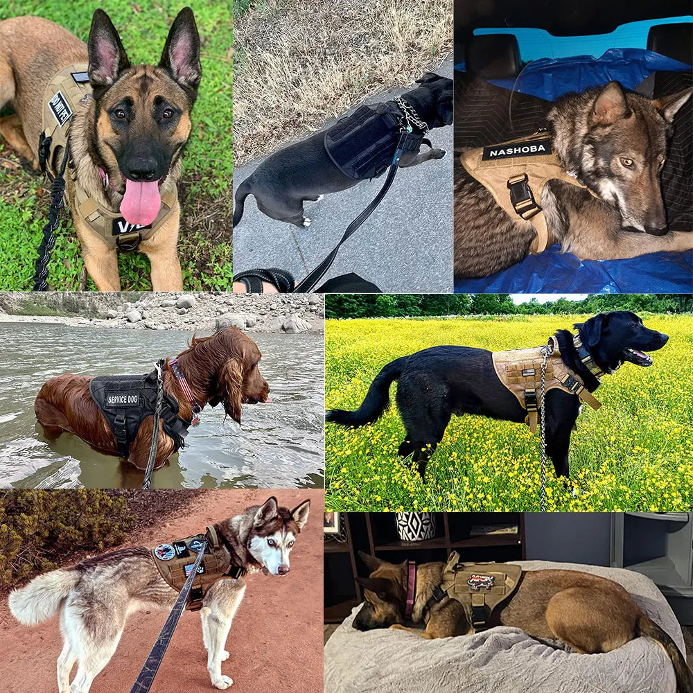 K9 Harness – Harnais tactique pour chien