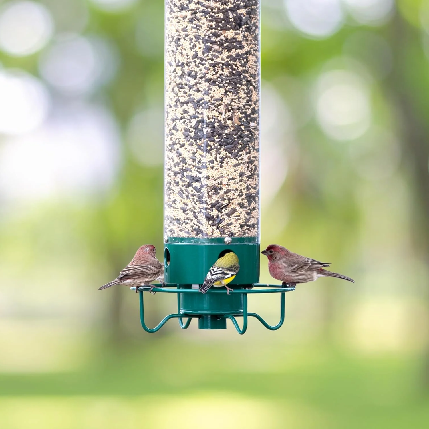 Mangeoire à oiseaux anti-écureuil pour les jardins avec un grand réservoir de graines