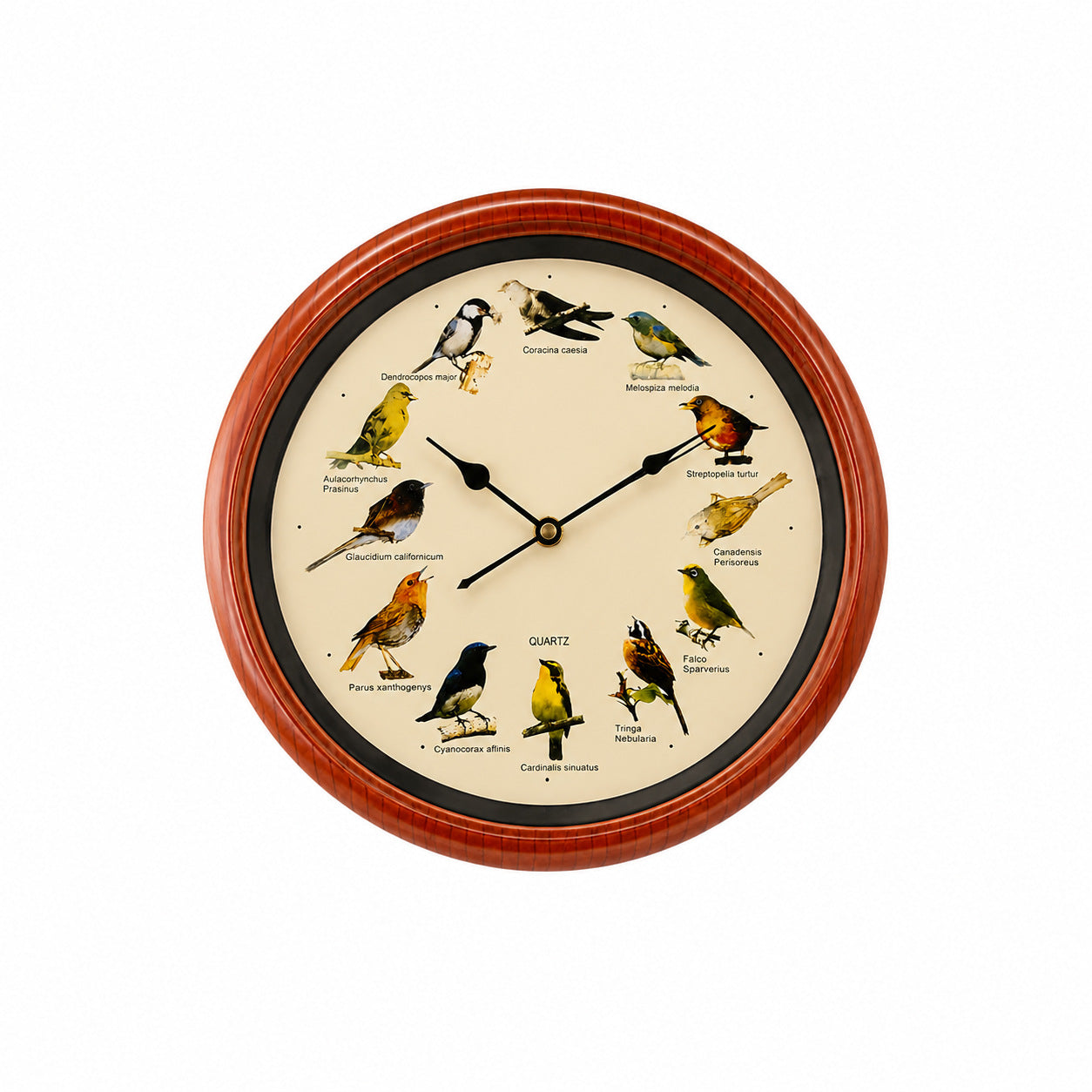 Horloge murale avec motif oiseau coloré