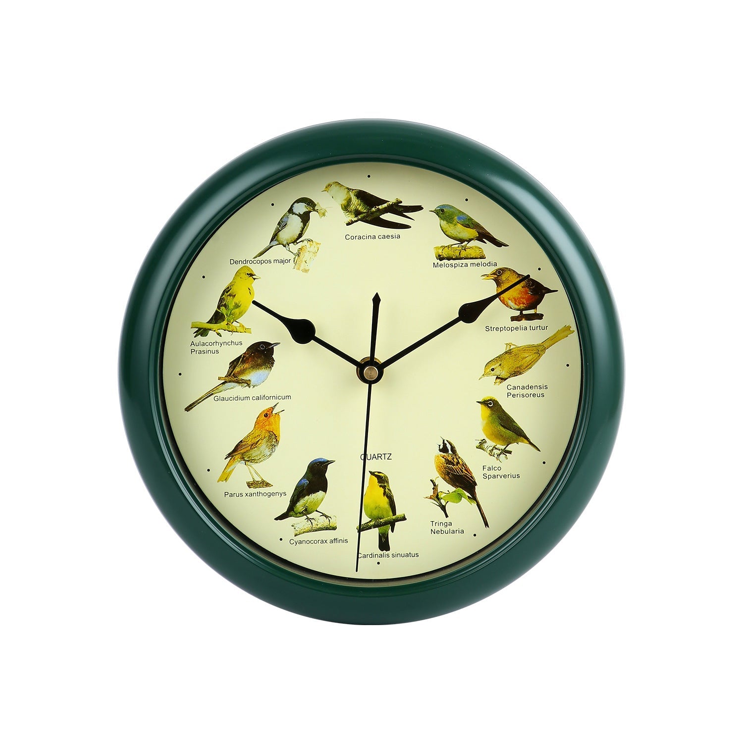 Horloge murale avec motif oiseau coloré