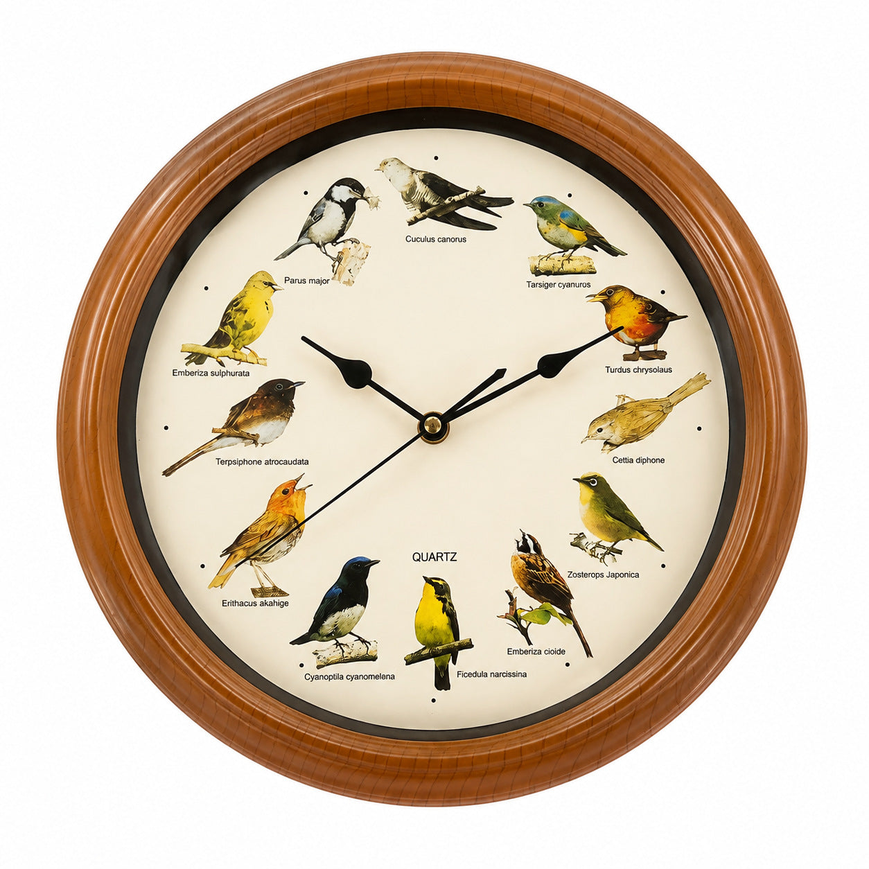 Horloge murale avec motif oiseau coloré