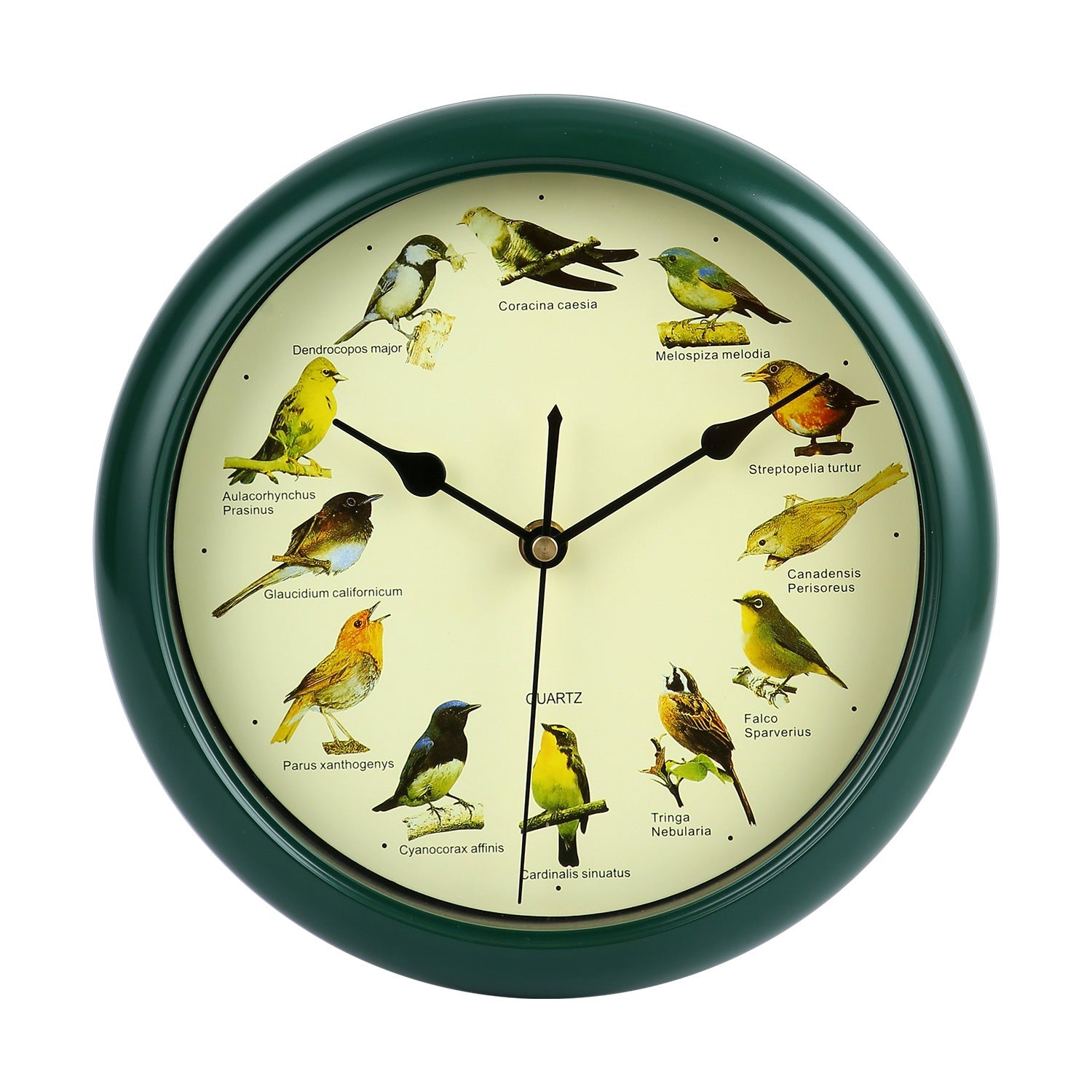 Horloge murale avec motif oiseau coloré