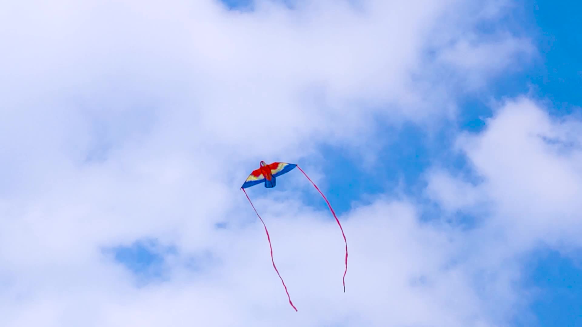Cerf-volant perroquet avec de grandes ailes colorées et de longs rubans de queue