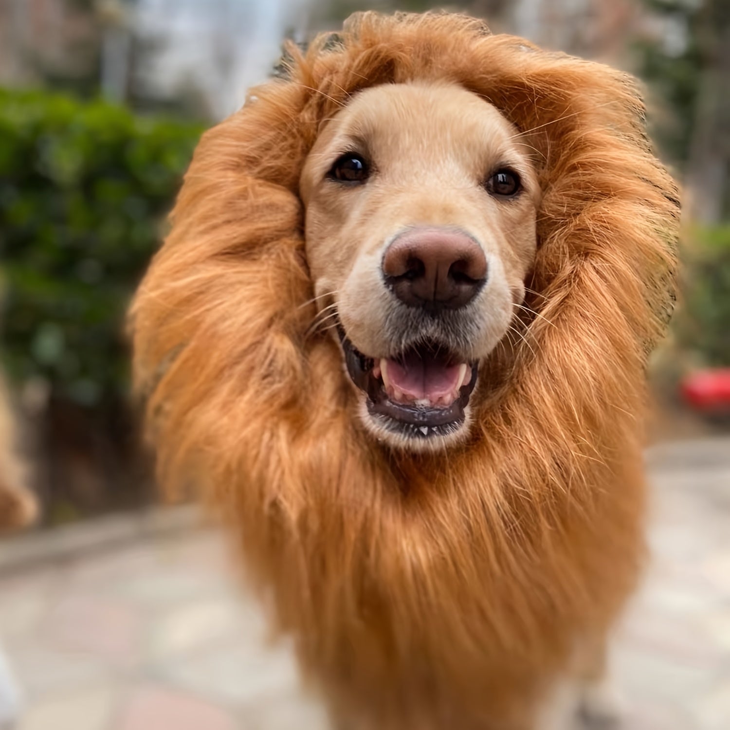 Costume d'Halloween réaliste pour chien avec crinière de lion | Léger réglable