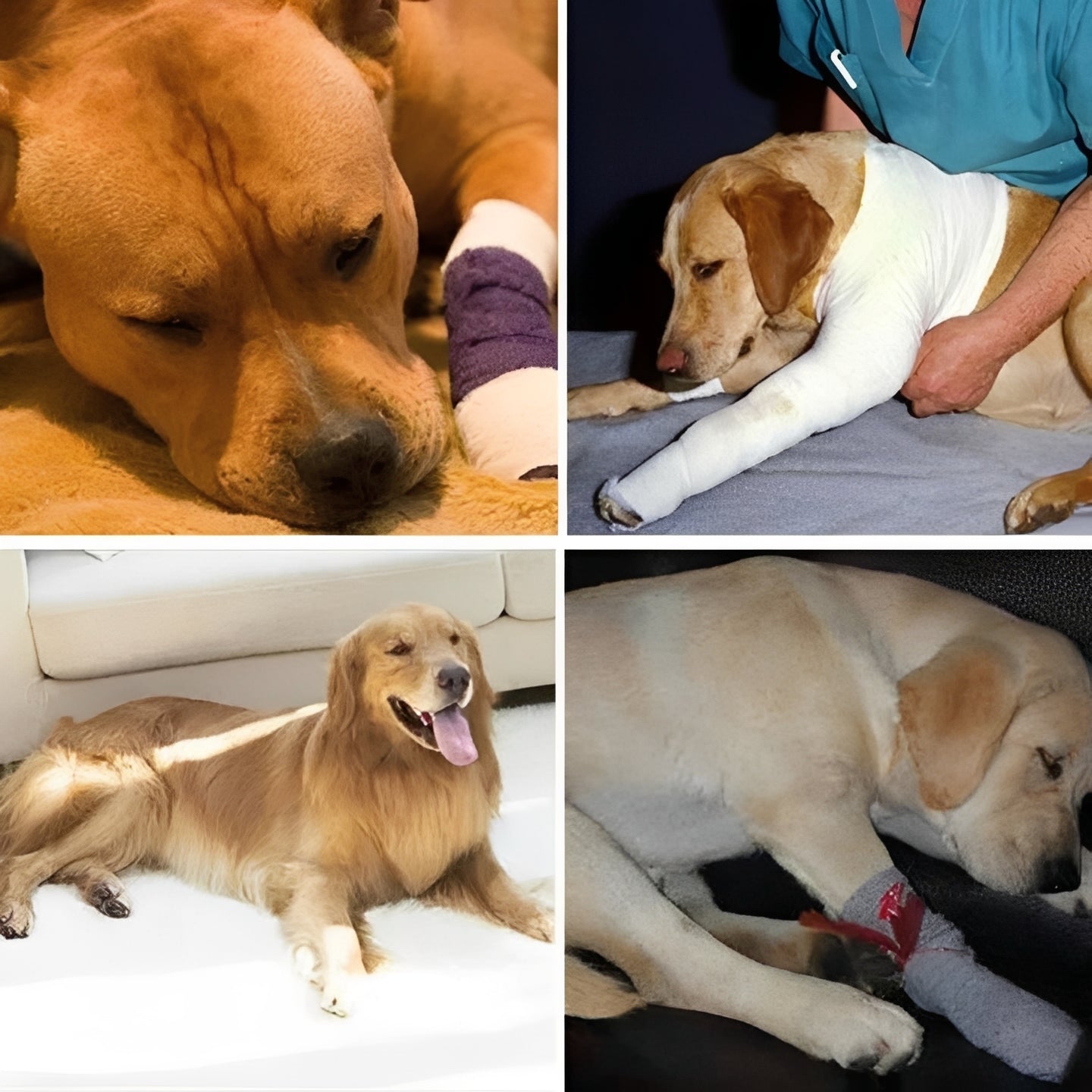 Attelle pour patte de chien à sangles réglables