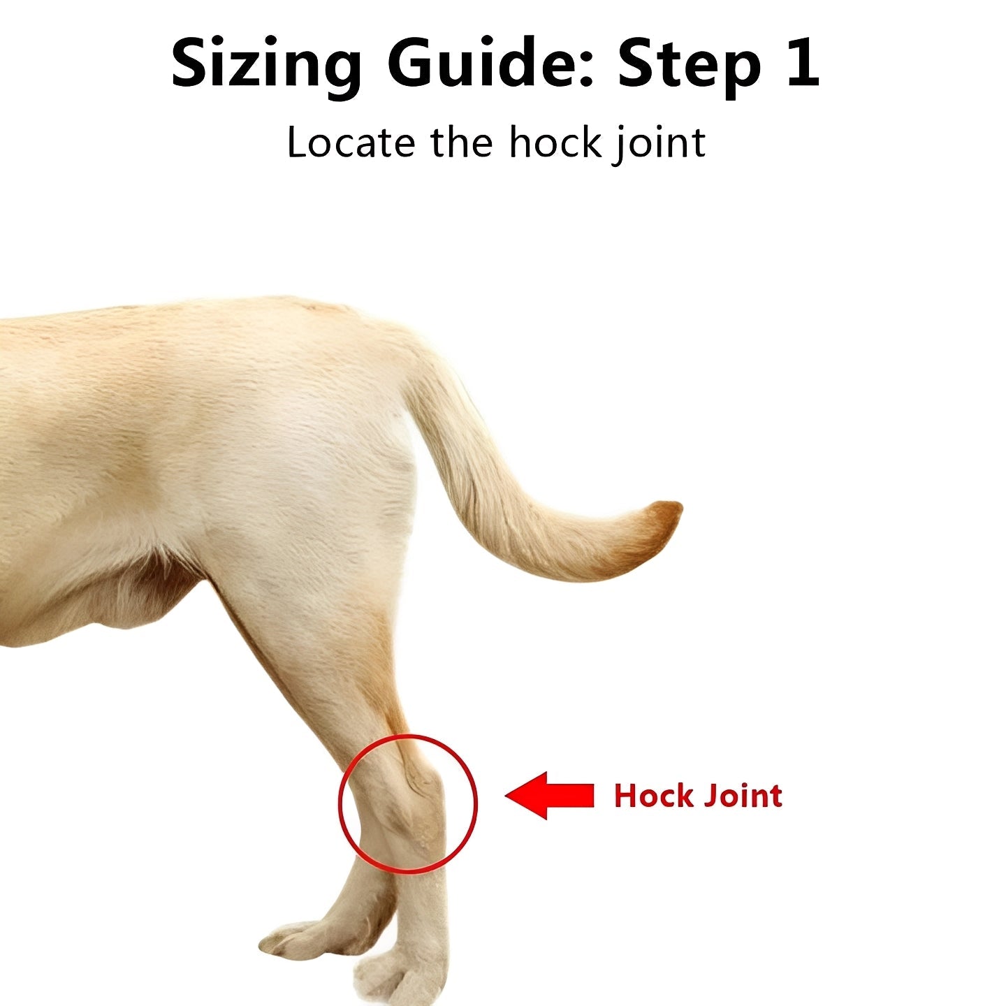 Attelle pour patte de chien à sangles réglables