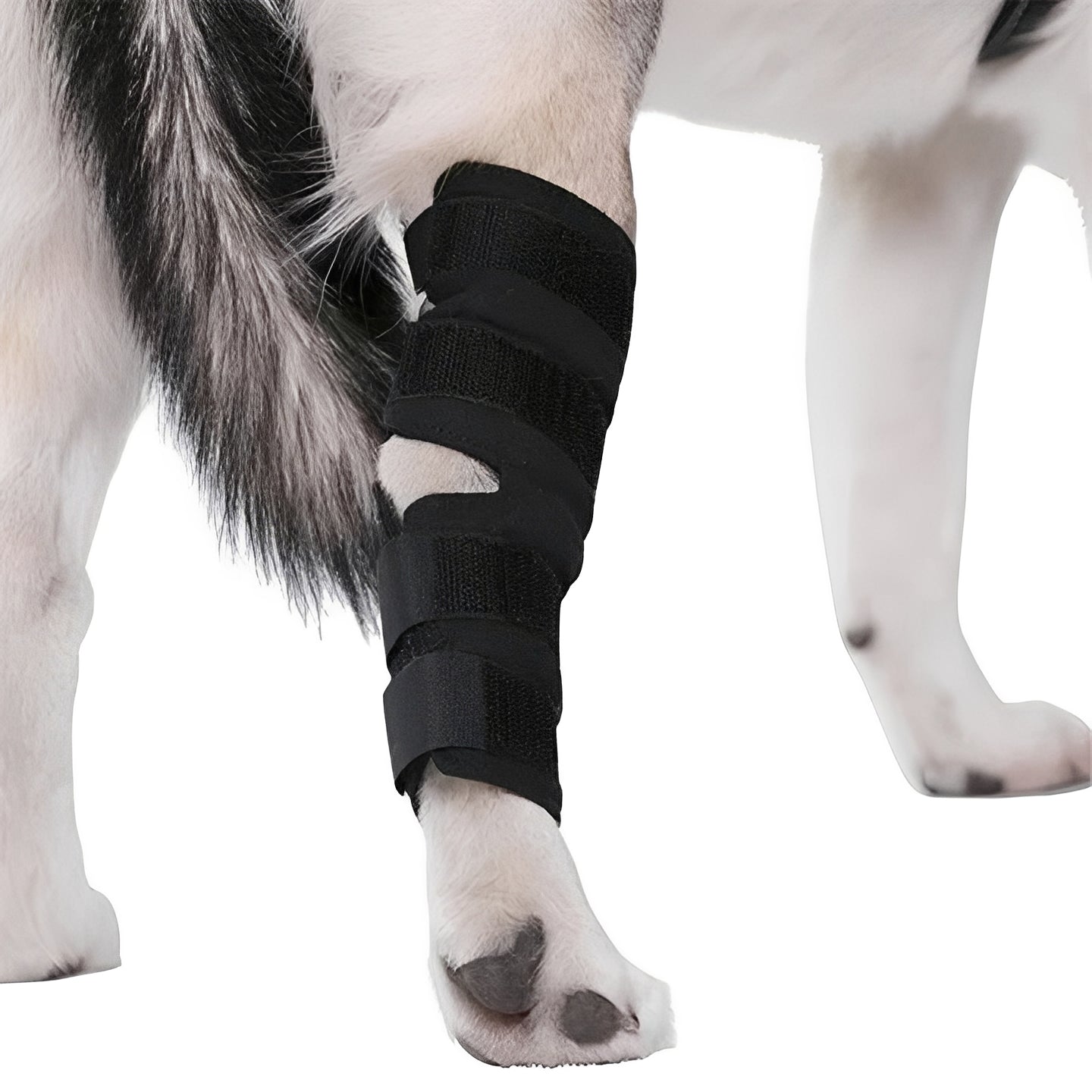 Attelle pour patte de chien à sangles réglables