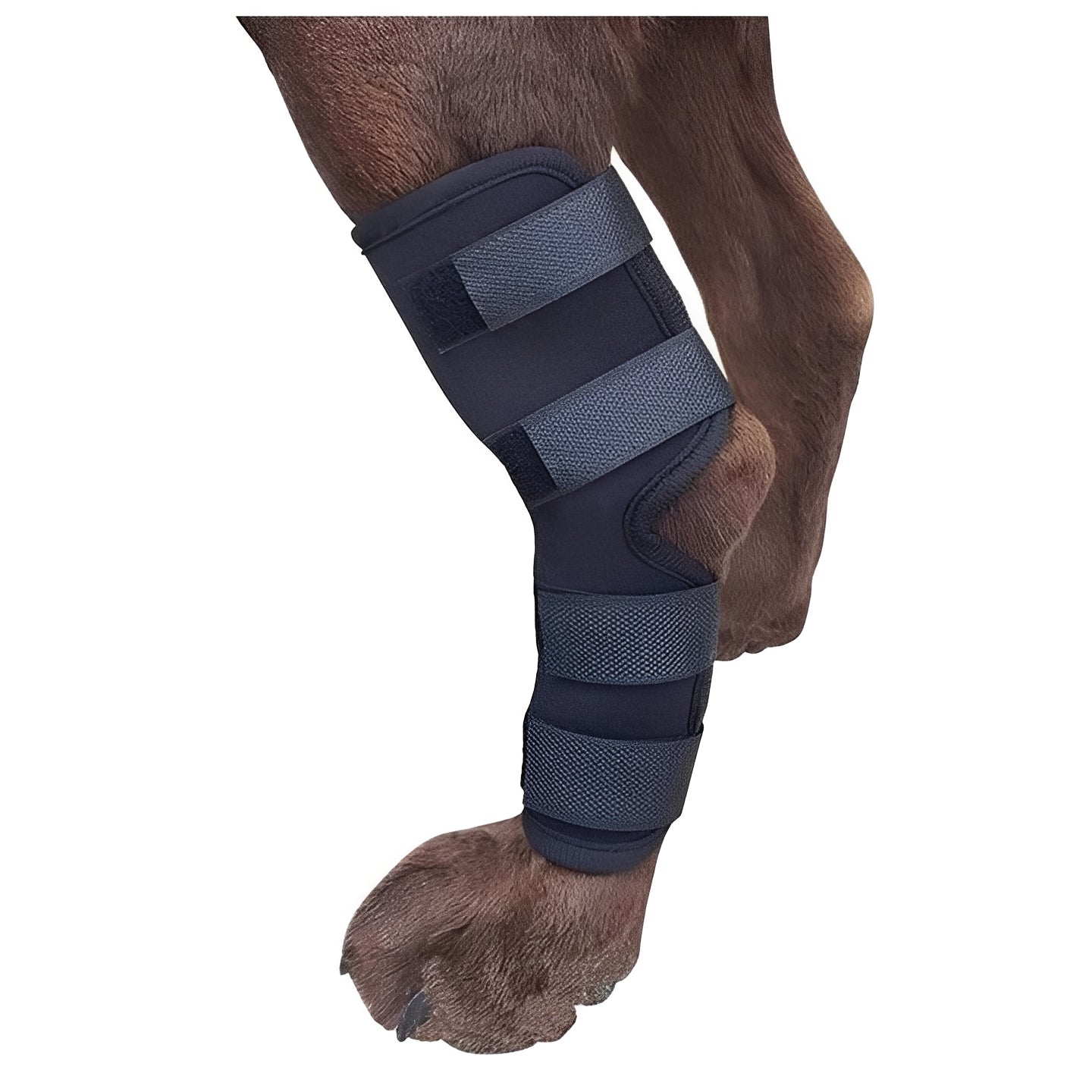 Attelle pour patte de chien à sangles réglables