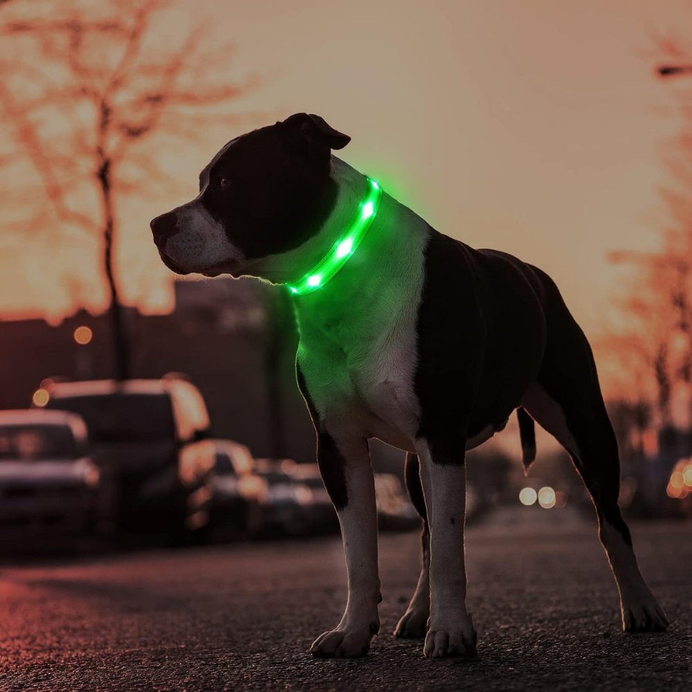 Collier lumineux pour chien avec porte-AirTag pour la sécurité de votre animal