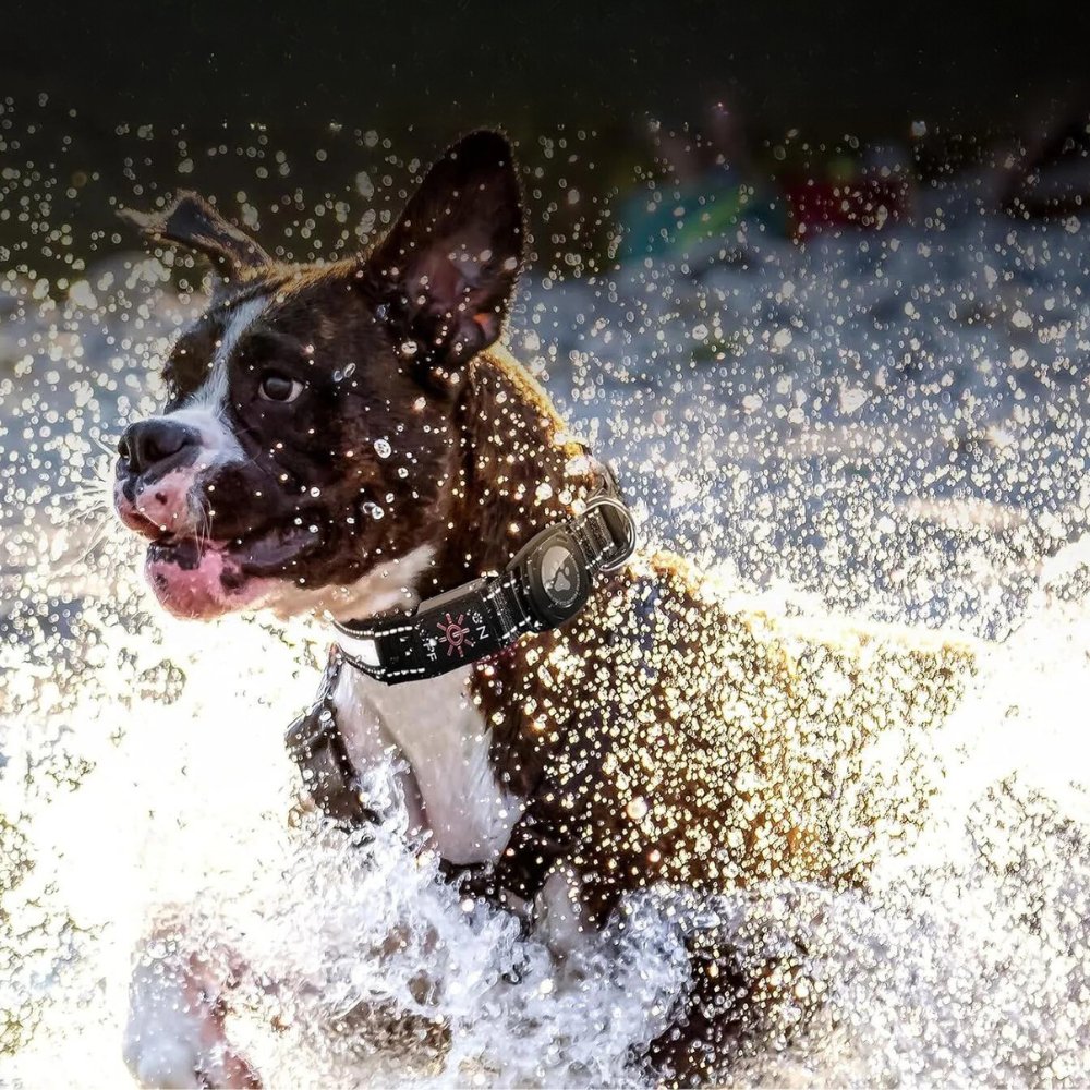 Collier lumineux pour chien avec porte-AirTag pour la sécurité de votre animal