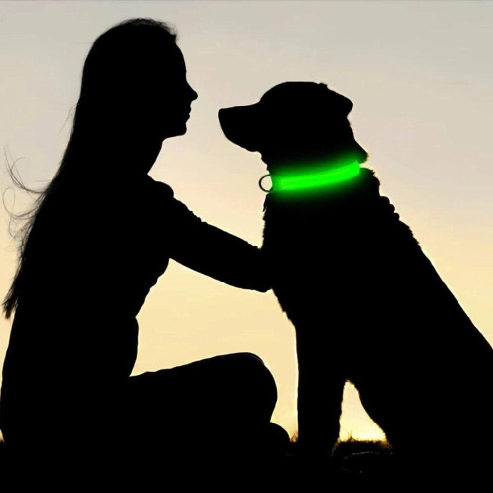 Collier lumineux pour chien avec porte-AirTag pour la sécurité de votre animal