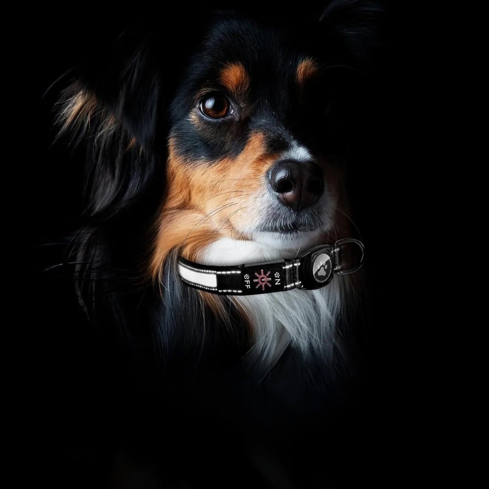 Collier lumineux pour chien avec porte-AirTag pour la sécurité de votre animal
