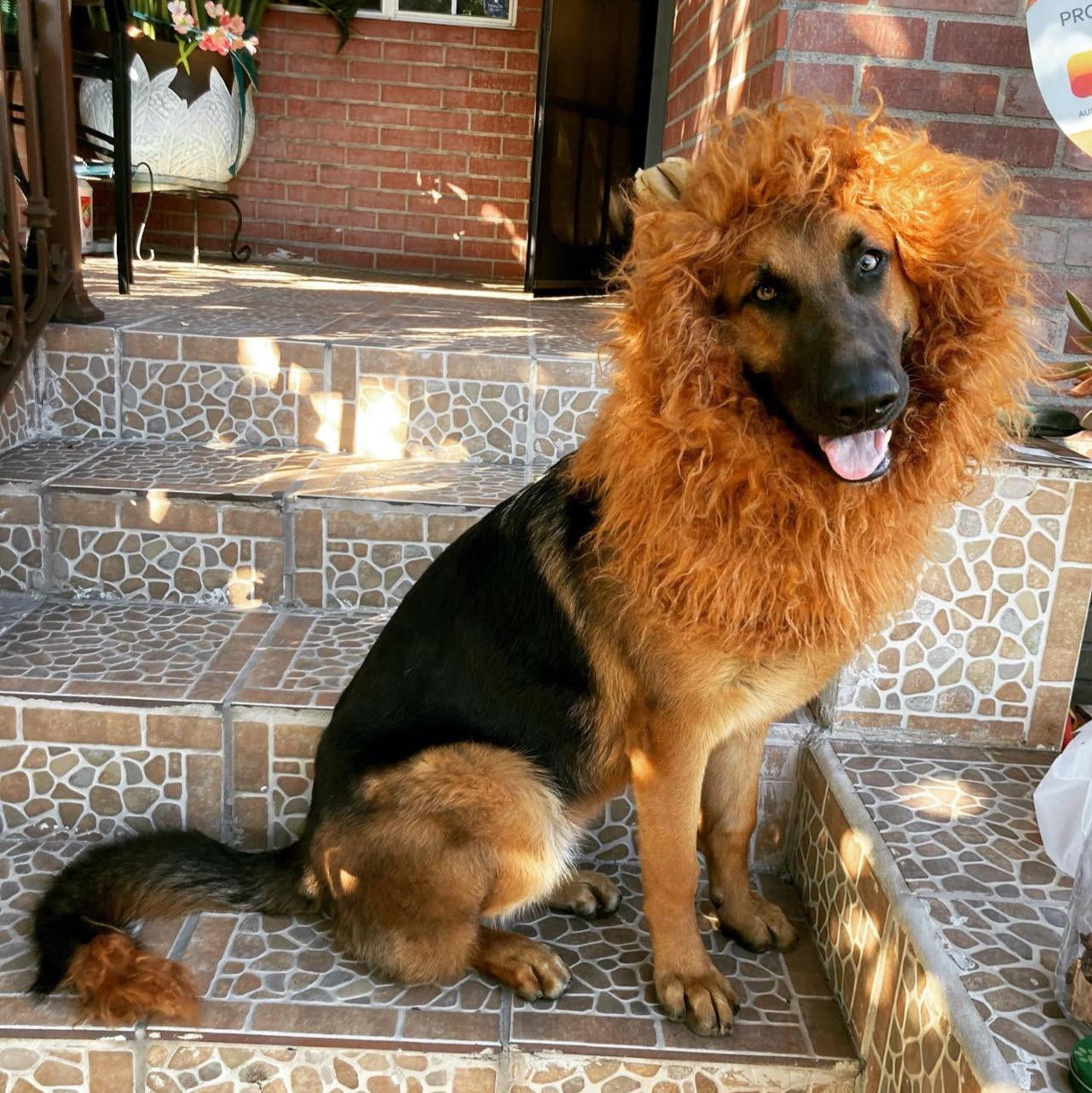 Costume crinière de lion pour chien pour Halloween, crinière en peluche avec oreilles pour chiens moyens et grands, tour