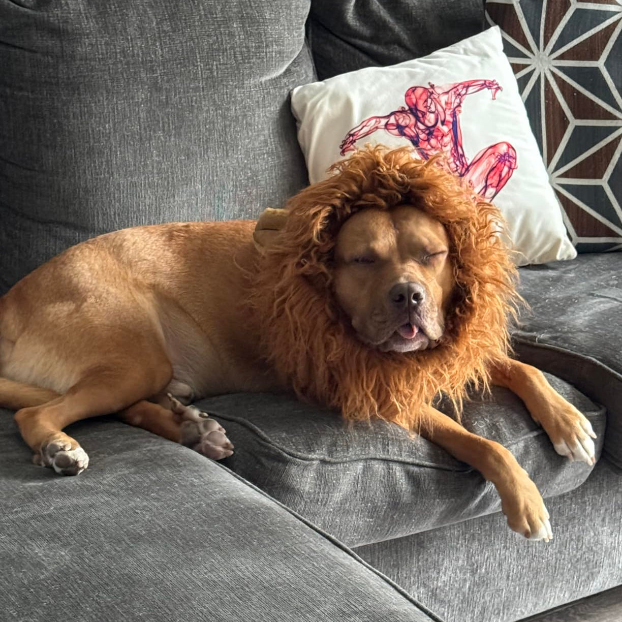 Costume crinière de lion pour chien pour Halloween, crinière en peluche avec oreilles pour chiens moyens et grands, tour