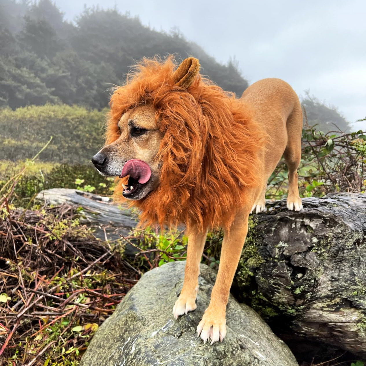Costume crinière de lion pour chien pour Halloween, crinière en peluche avec oreilles pour chiens moyens et grands, tour