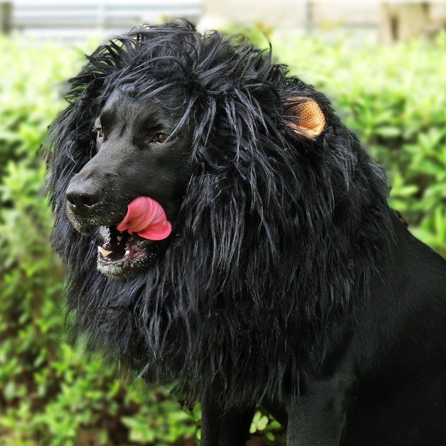 Costume crinière de lion pour chien pour Halloween, crinière en peluche avec oreilles pour chiens moyens et grands, tour