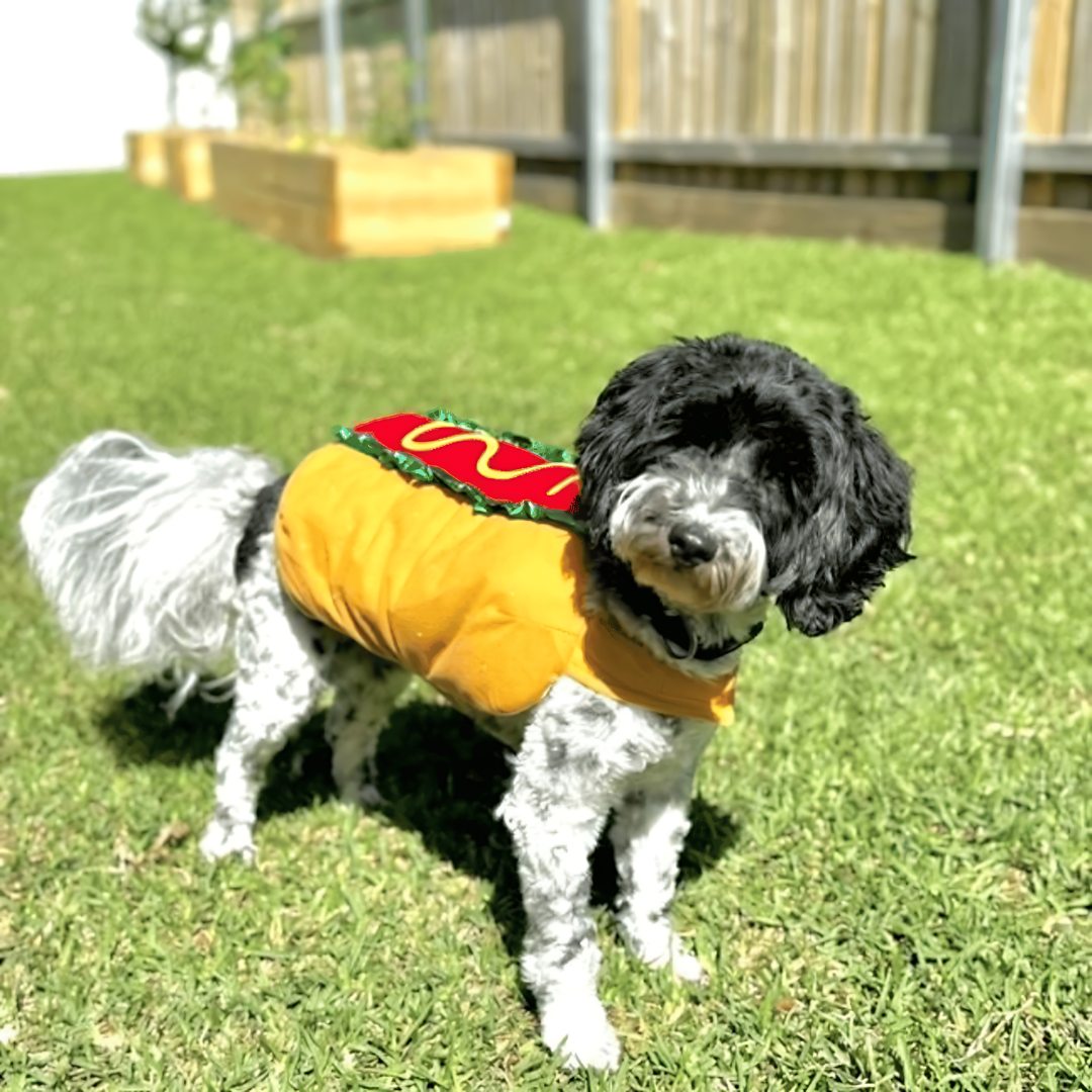 Costume hot dog pour chien, déguisement Halloween une pièce avec sangles ajustables à scratch, tailles XS à 2XL