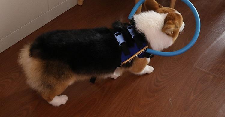Harnais avec collier pare-chocs pour chiens aveugles