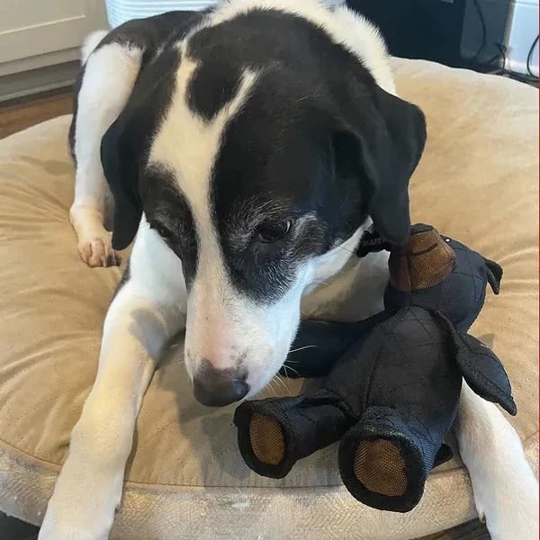 Jouet pour chien ultra-résistant pour mâcheurs puissants - Design ours renforcé