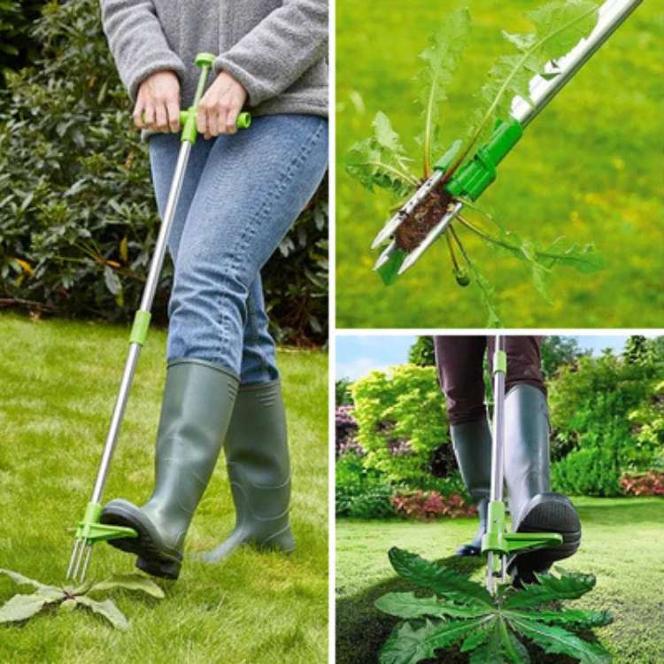 Désherbeur ergonomique à griffe pour l'extraction des racines